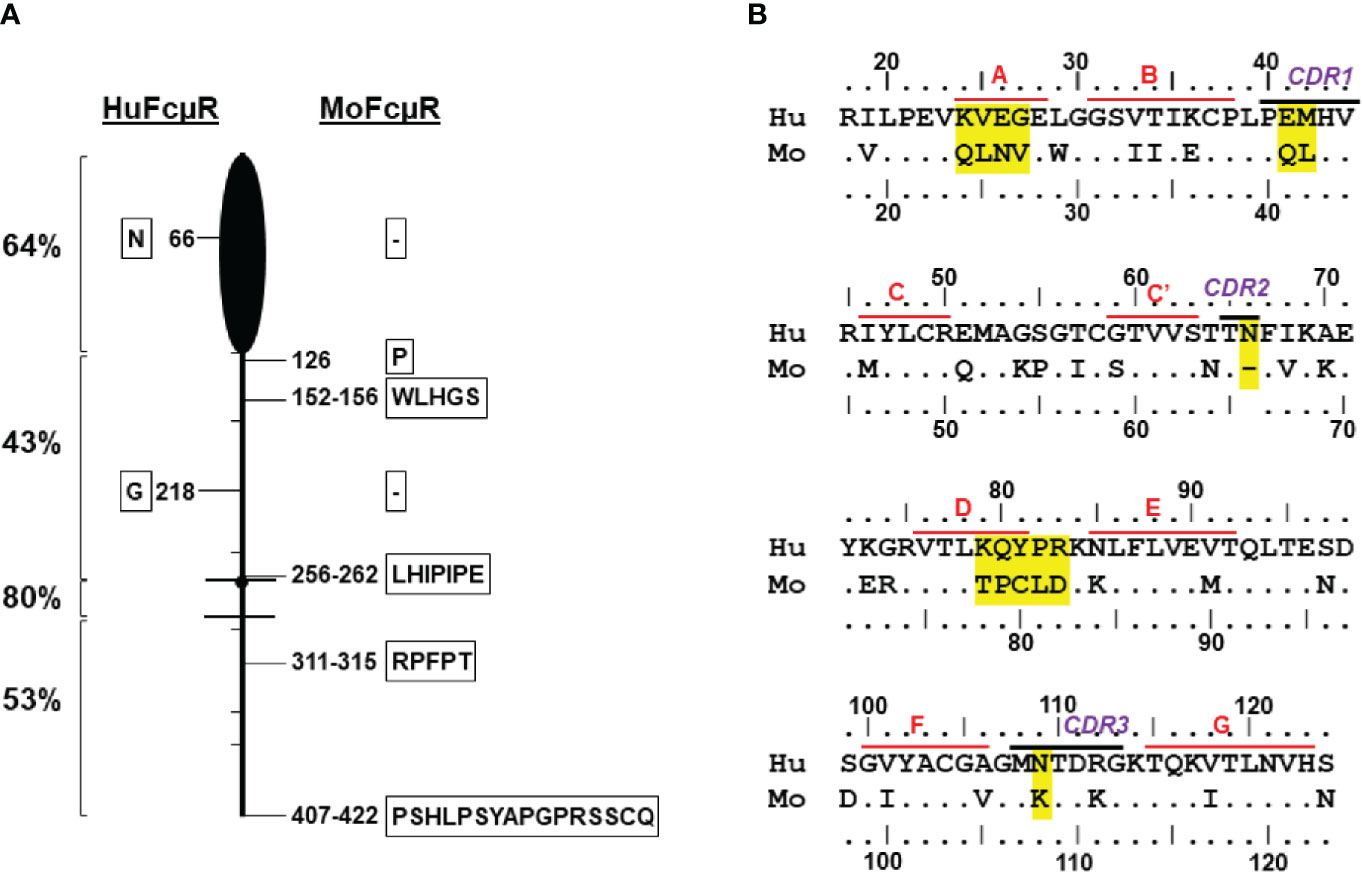 Sequence alignment of the C-and A-sheet domains of the lamprey LV