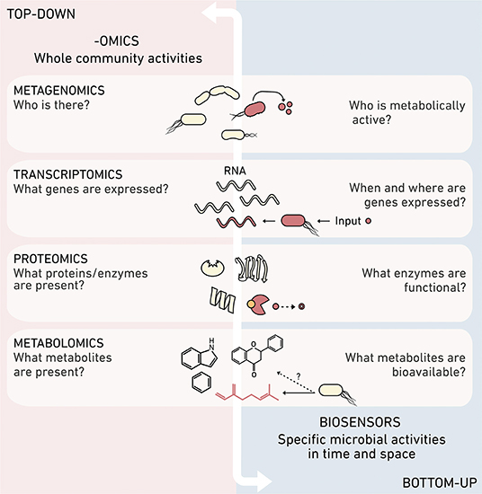 Frontiers | Translating New Synthetic Biology Advances for Biosensing Into the Earth and Environmental