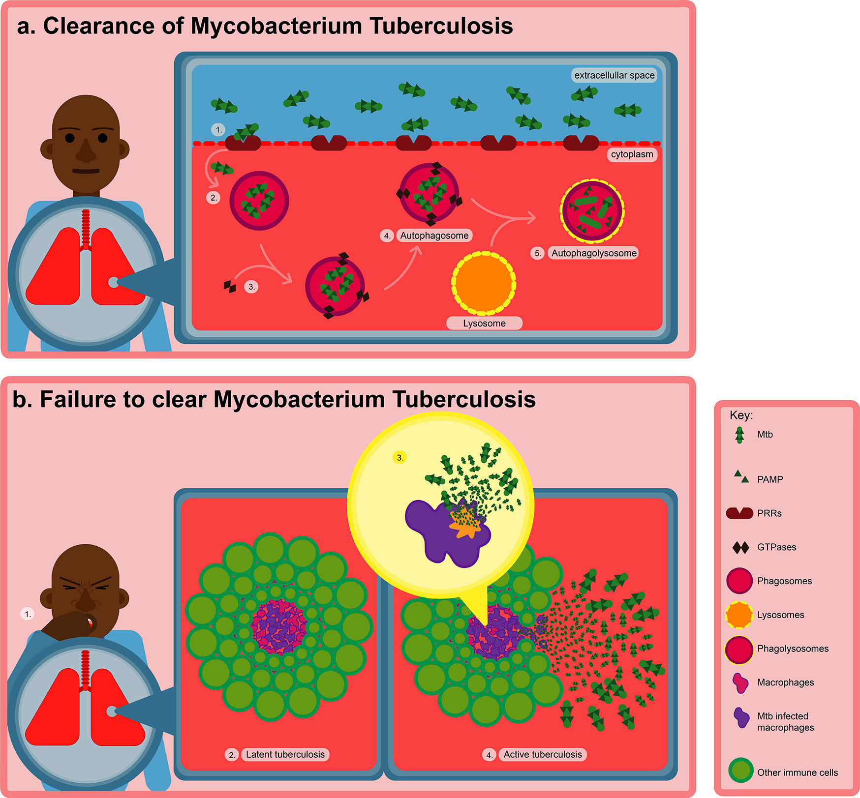 Anti-tuberculosis site-specific oral delivery system that enhances rifampicin bioavailability in a fixed-dose combination with isoniazid