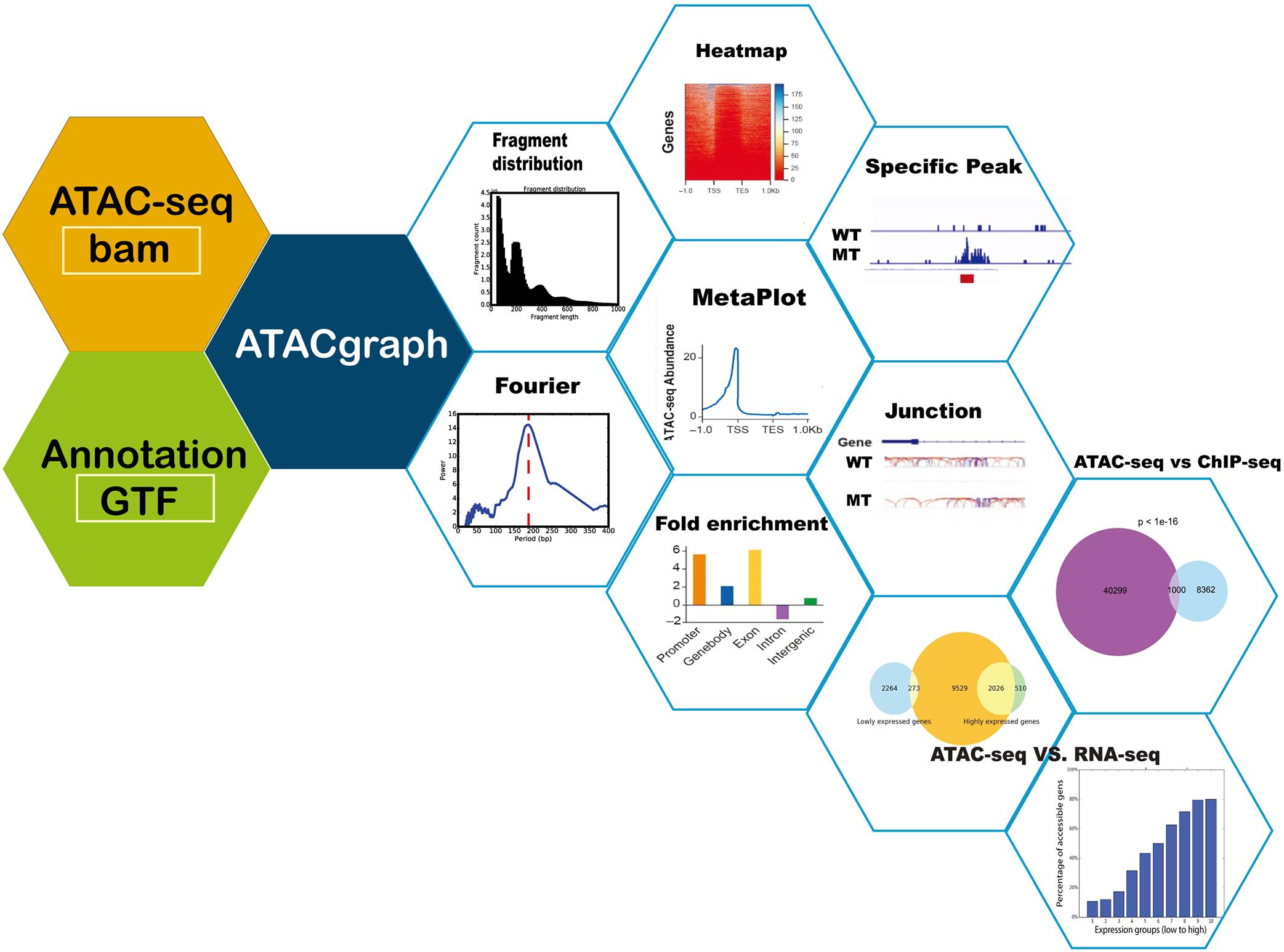 glide overvåge Isolere Frontiers | ATACgraph: Profiling Genome-Wide Chromatin Accessibility From  ATAC-seq