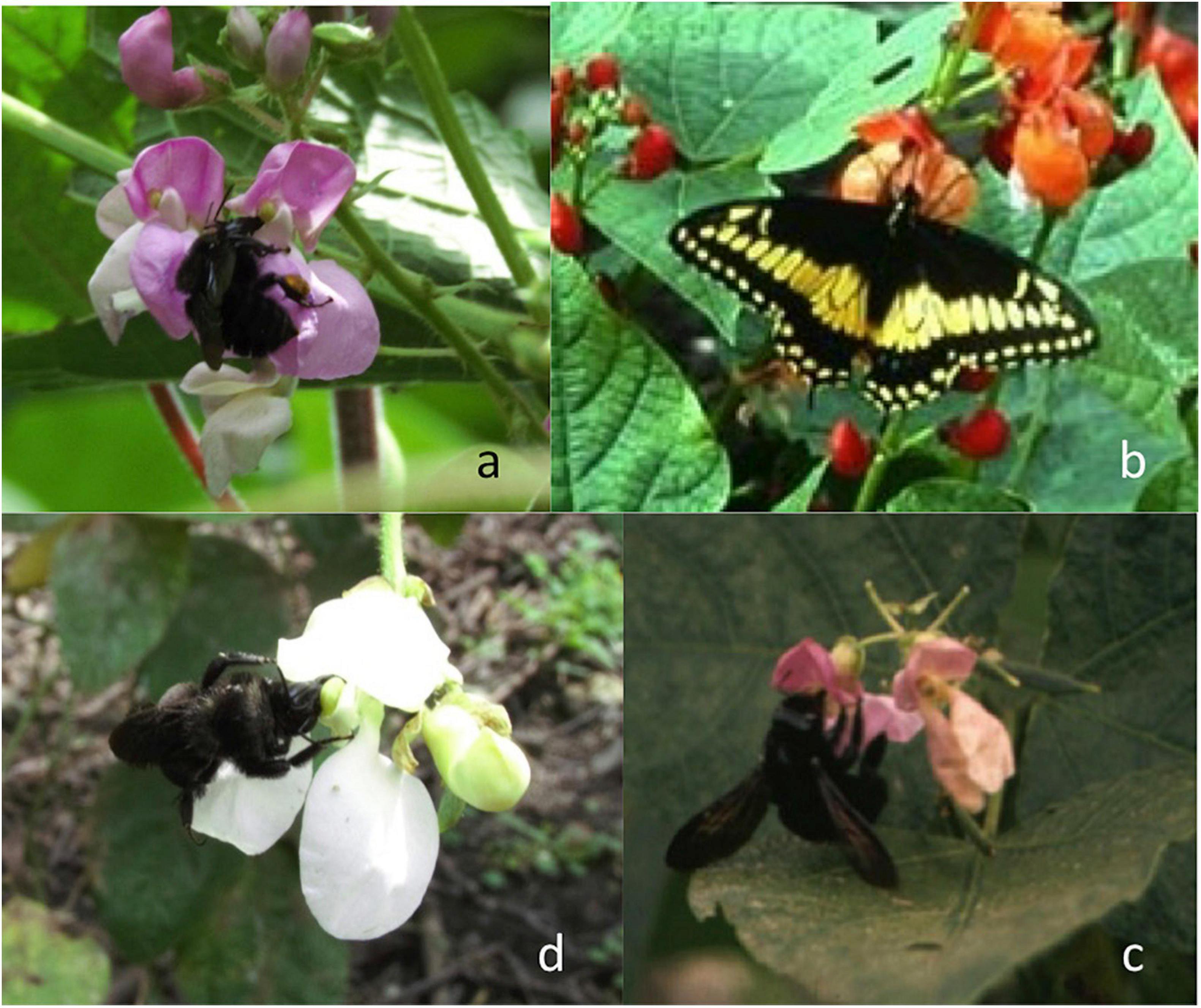 Notes about Phaseolus pallar Molina (Leguminosae-Papilionoideae-Phaseoleae): alas but at best a synonym! - CGIAR