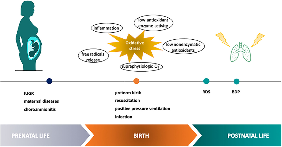 Frontiers  Hemodynamic and Metabolic Assessment of Neonates With