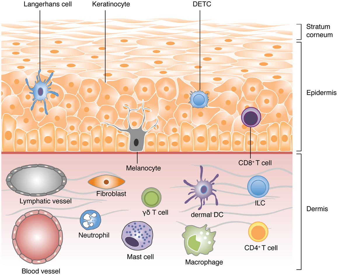 Frontiers Lights Camera And Action Vertebrate Skin Sets The Stage