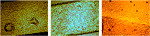 www.frontiersin.org