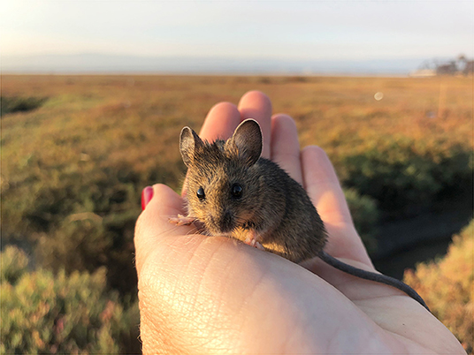 Figure 1 - A salt marsh harvest mouse in a biologist’s hand.