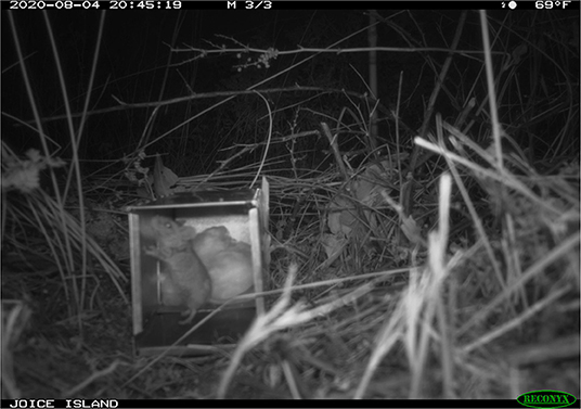 Figure 2 - A salt marsh harvest mouse standing inside of a trap before the door closes.