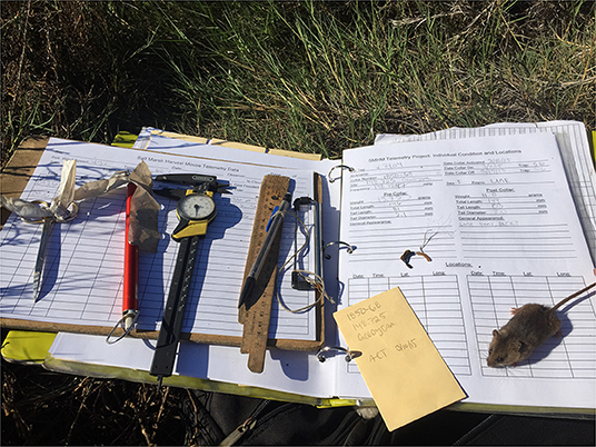 Figure 3 - A salt marsh harvest mouse standing on top of a datasheet with the tracking collar that was just taken off him, to his left.