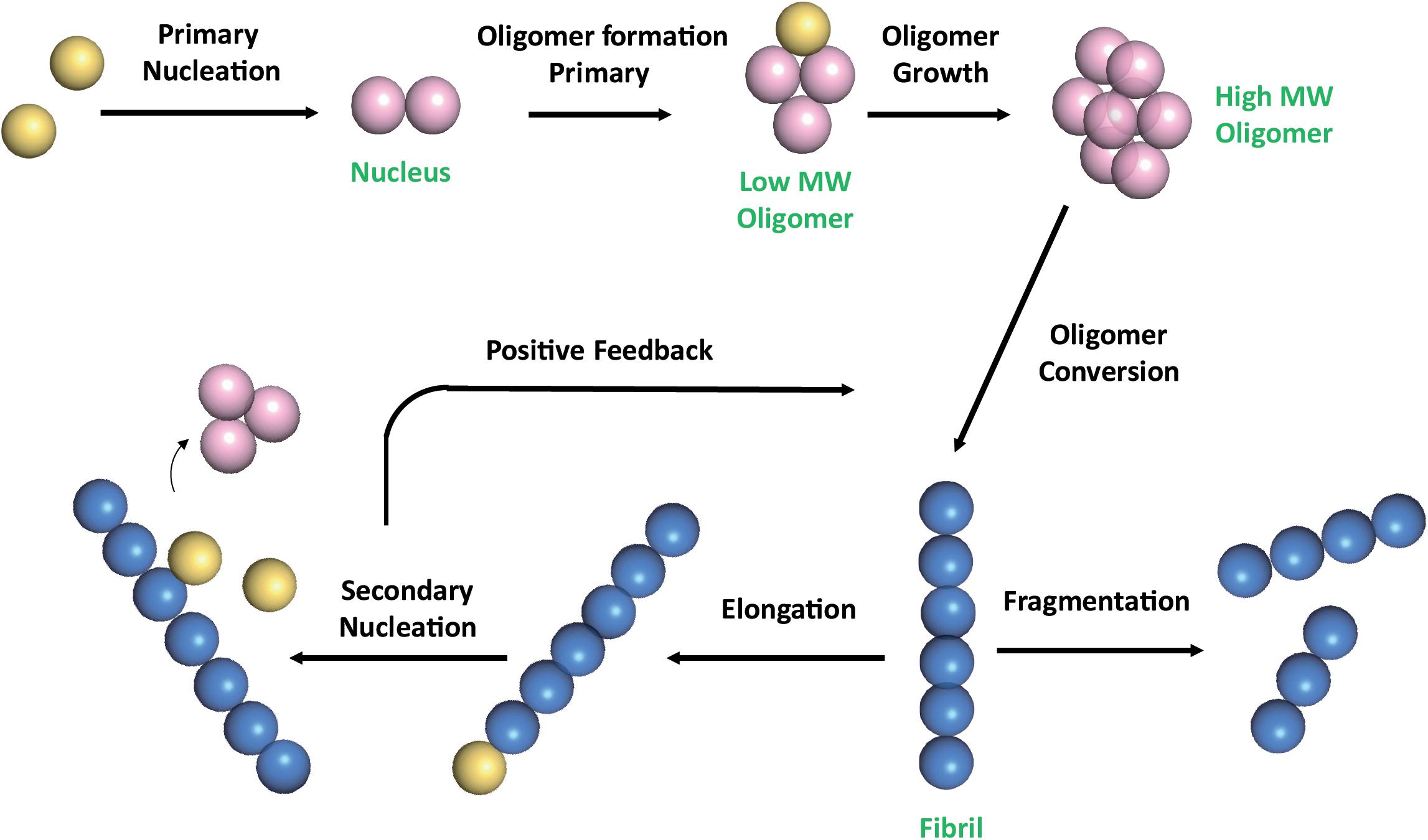 protein oligomers hydrophobic amino acids