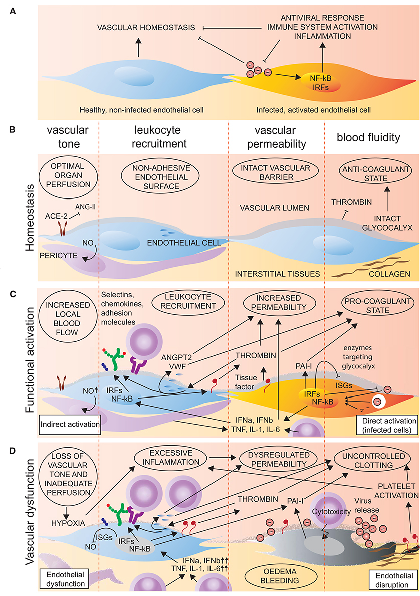 Гомеостаз. Homeostasis. Vascular endothelial dysfunction edema. Endothelial dysfunction.