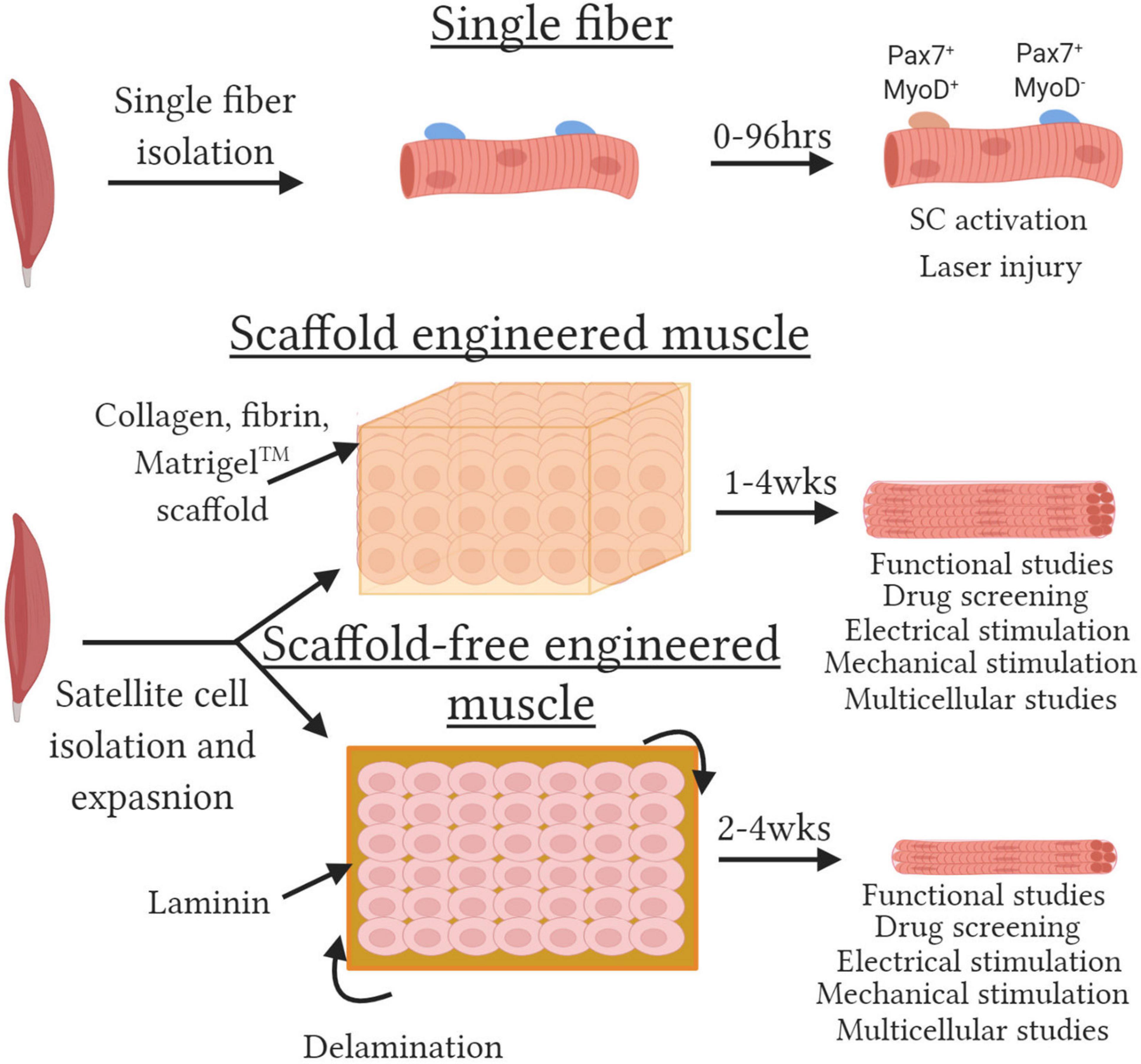 From the muscle fibre to muscle tissue – experiments, modelling