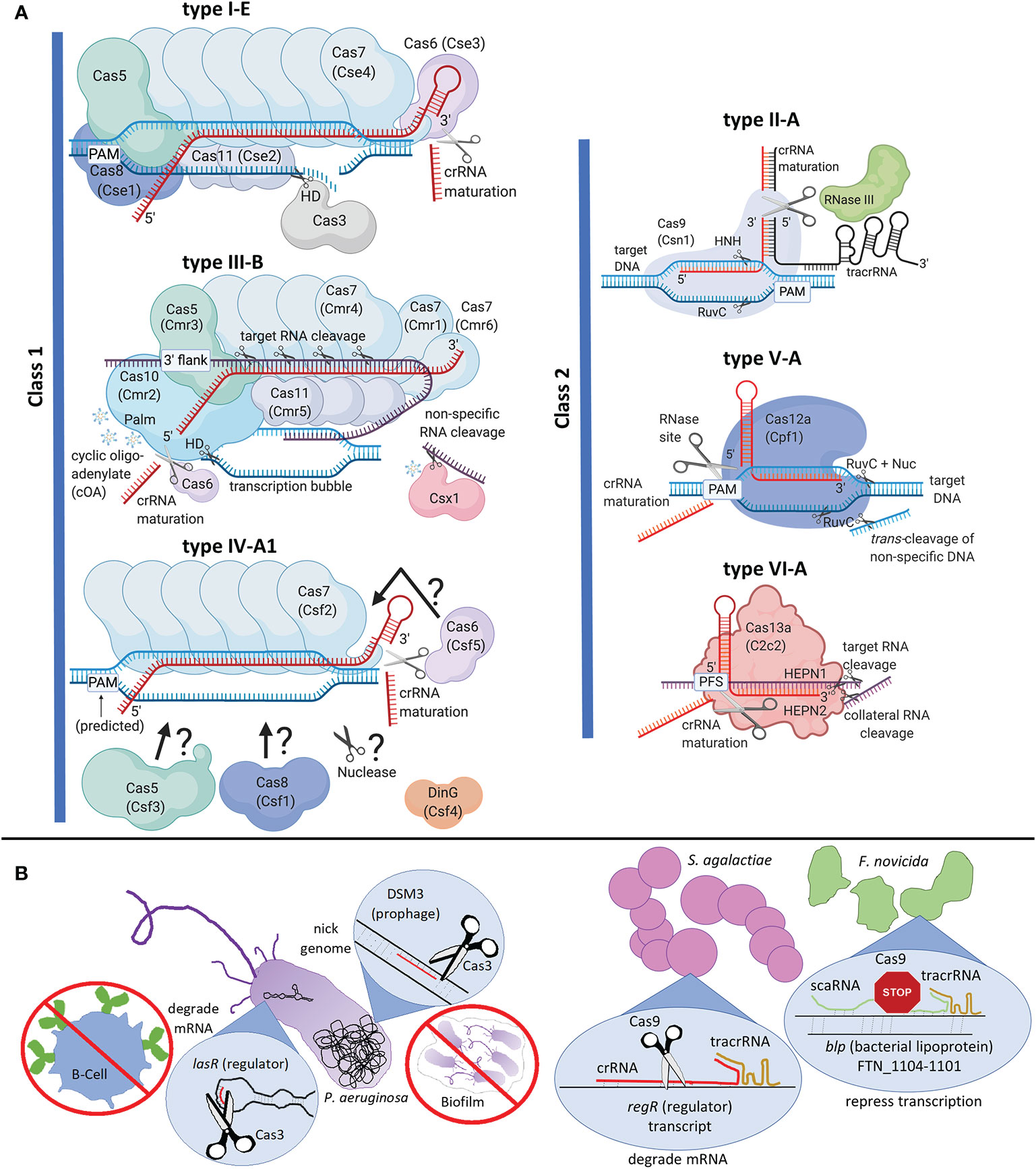 Frontiers The Crispr Cas Mechanism For Adaptive Immunity And