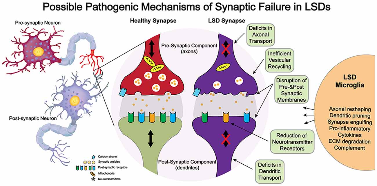 Presynaptic Dysfunction in Neurons Derived from Tay–Sachs iPSCs