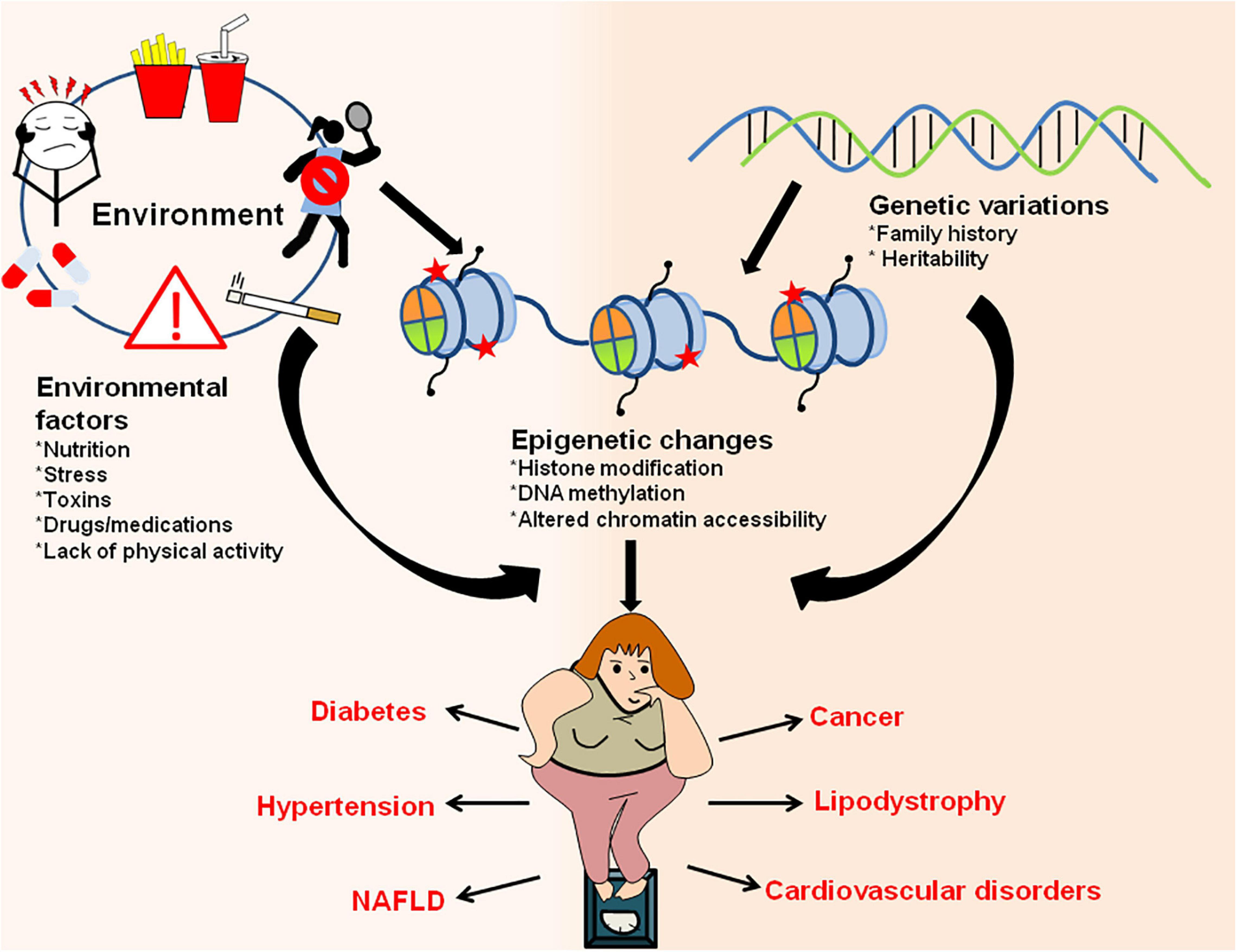 Frontiers | Epigenetic Regulation of Adipogenesis in Development of