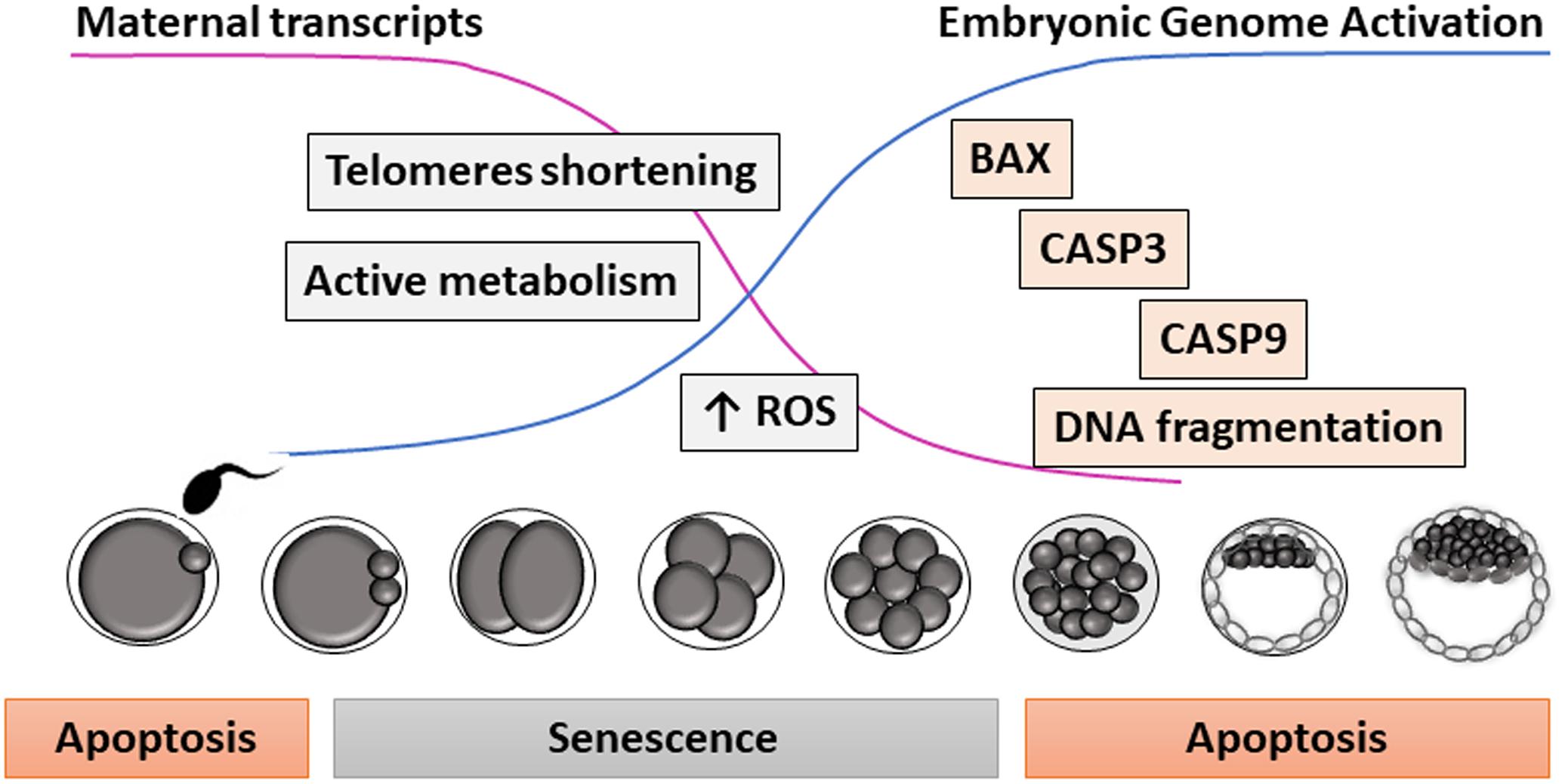 Examination of RVA-induced necroptosis and apoptosis by confocal