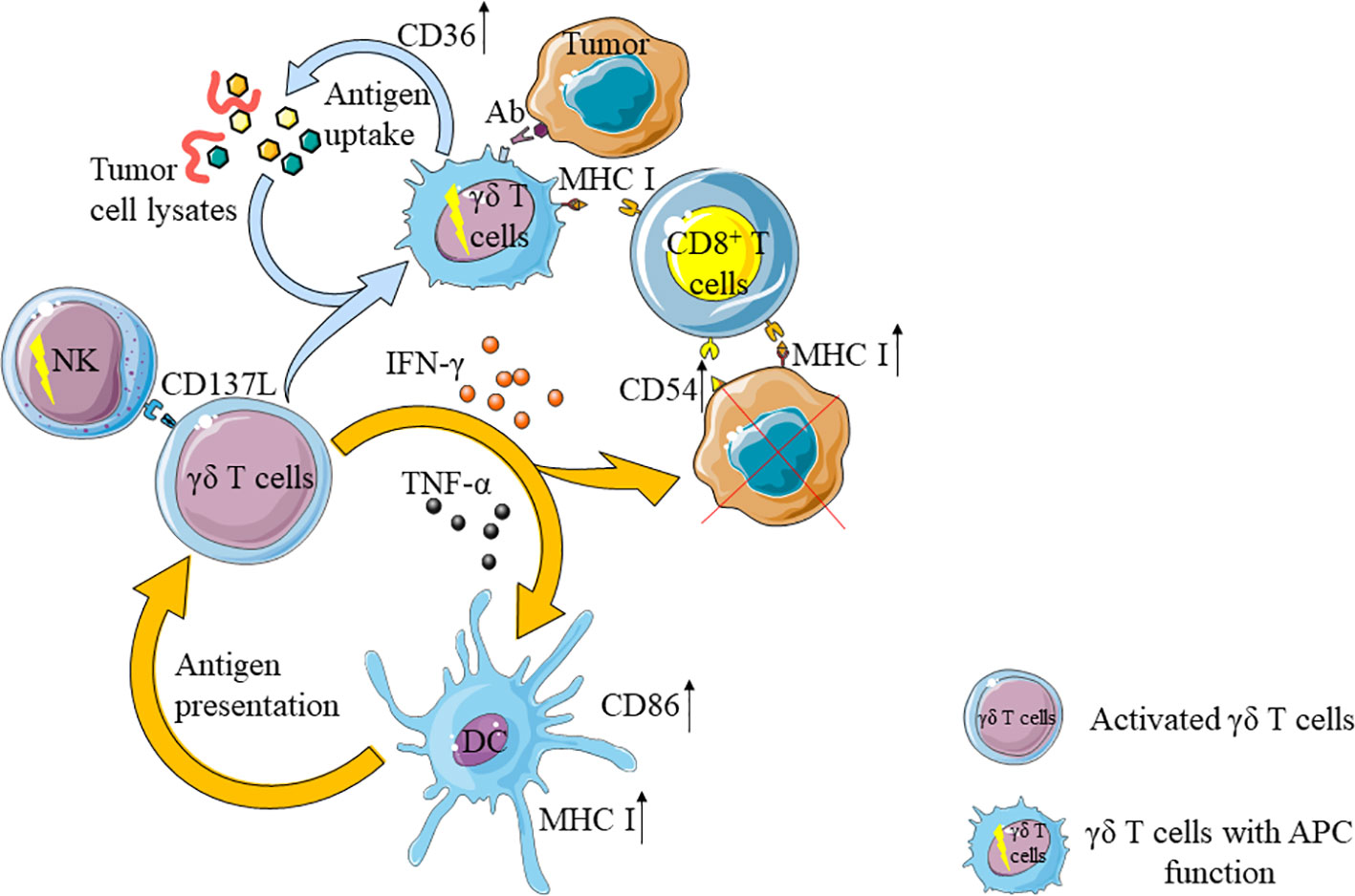 Frontiers | The Dual Roles of Human γδ T Cells: Anti-Tumor or Tumor ...