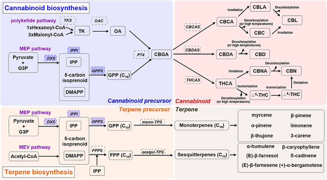 Flavonoids in Cannabis sativa: Biosynthesis, Bioactivities, and  Biotechnology