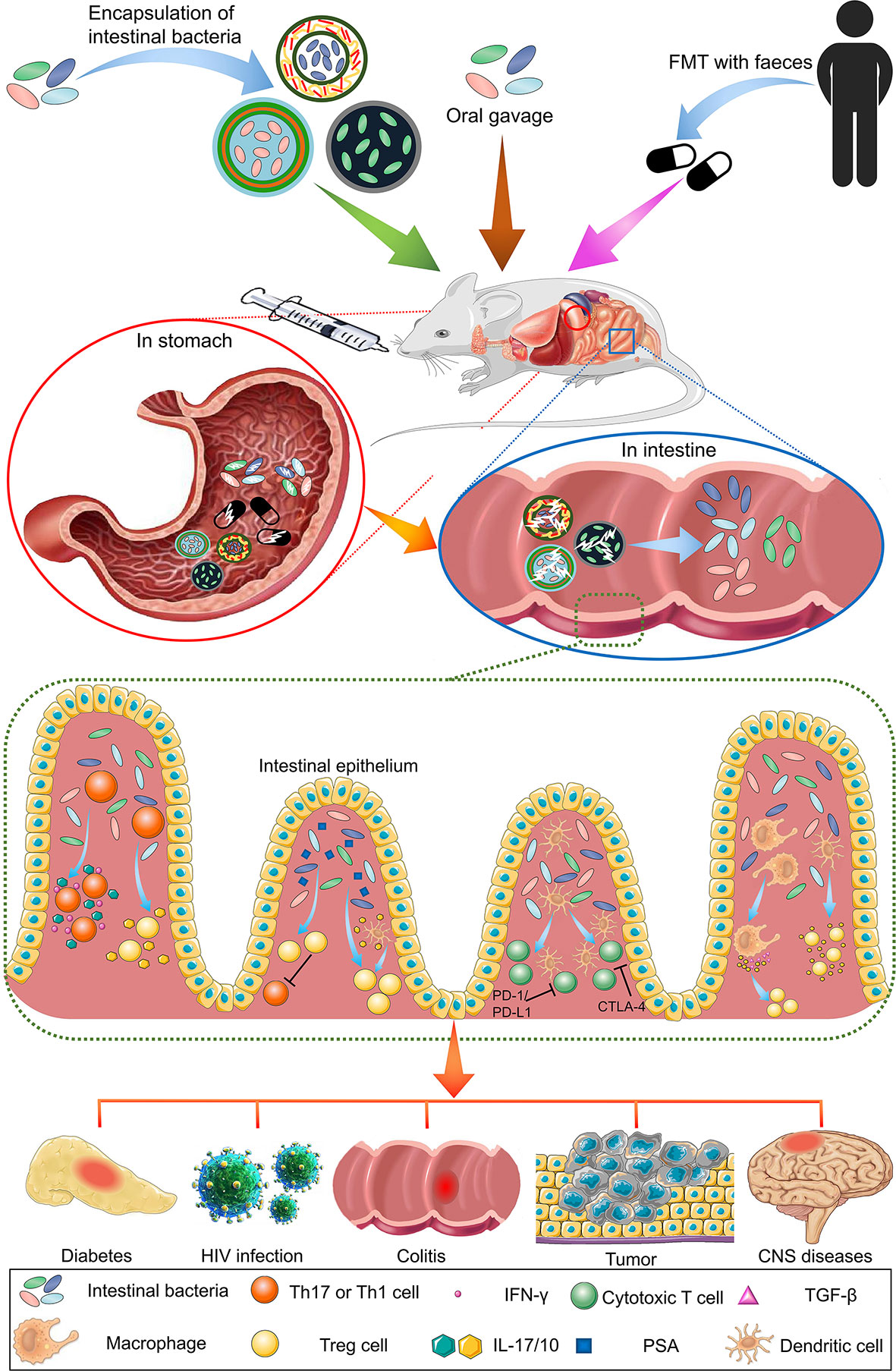 Frontiers  The Role of Carrageenan and Carboxymethylcellulose in the  Development of Intestinal Inflammation