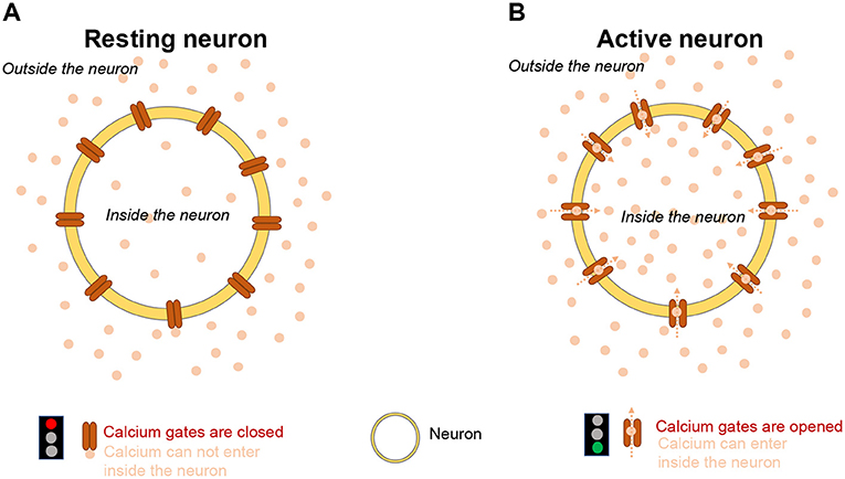 איור 1 - כאשר תא העצב נכנס לפעולה, כמות הסידן שבּו עולה.