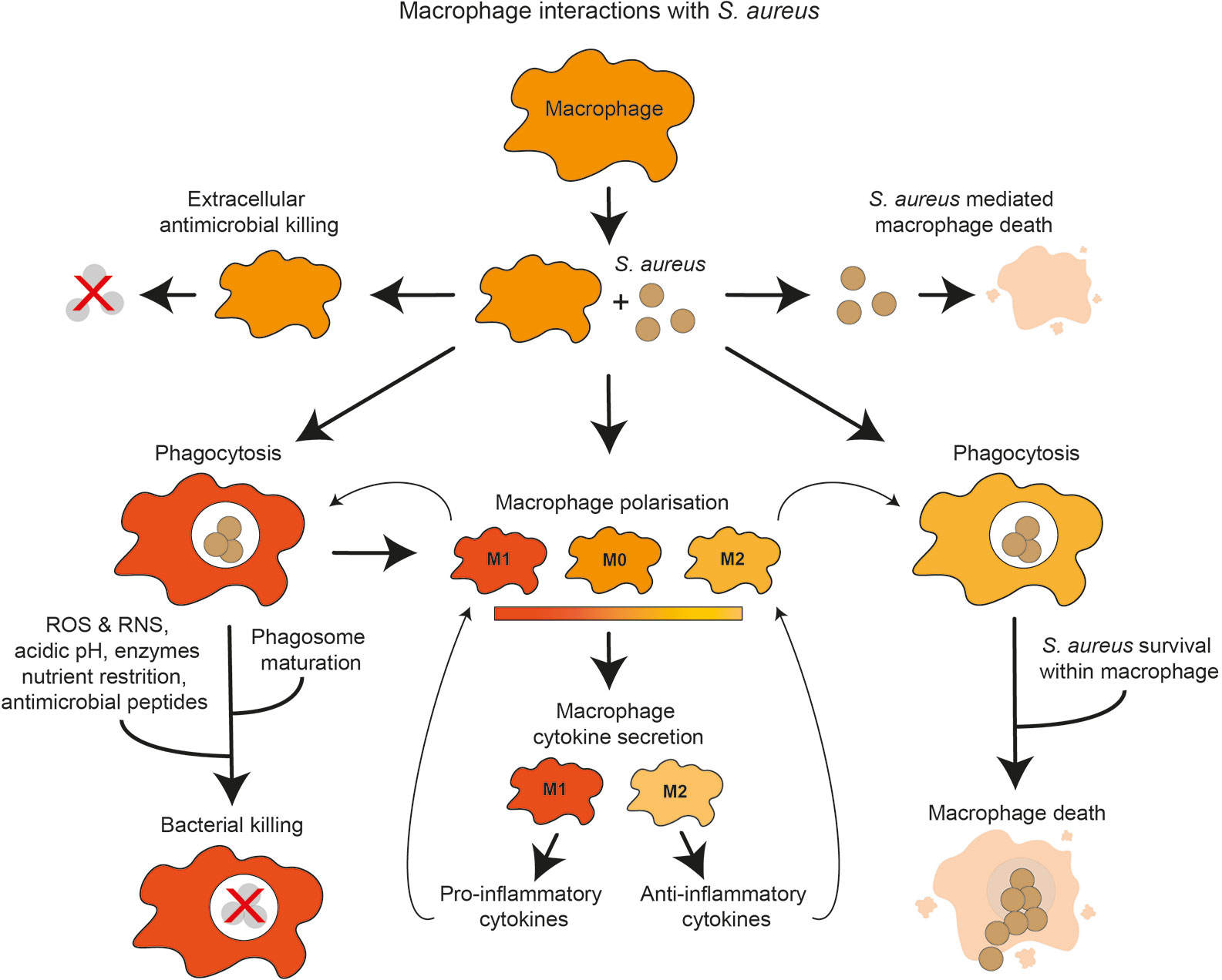 Staphylococcus Aureus, Pathology, Microbiology