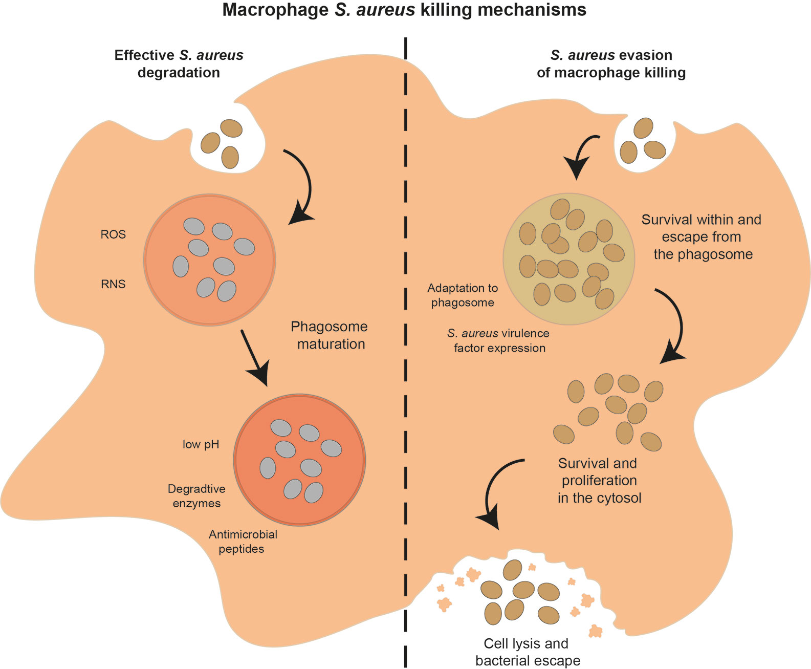 Staphylococcus aureus bacteria turns immune system against itself