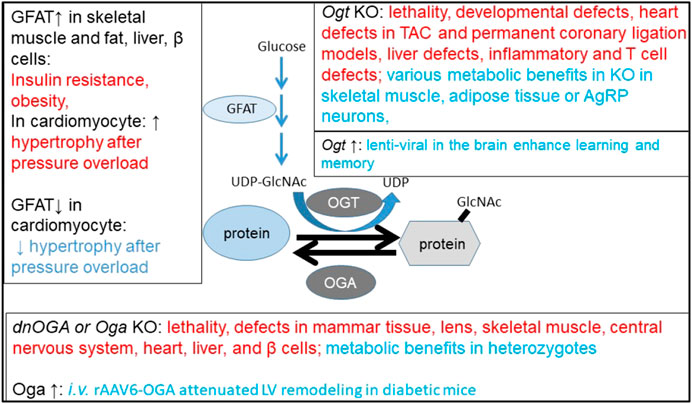 Pharmacological Inhibition of O-GlcNAcase Enhances Autophagy in