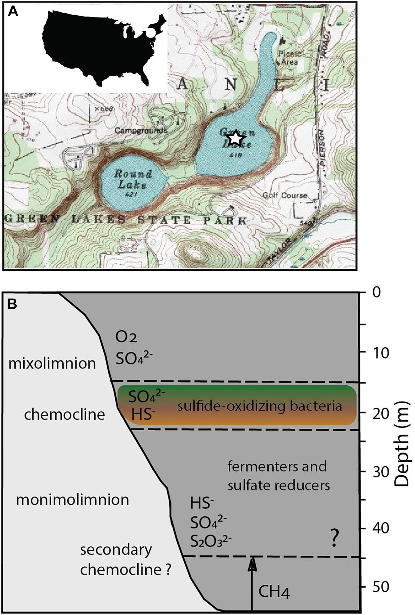 hoogte Super goed tweedehands Frontiers | Organic Electron Donors and Terminal Electron Acceptors  Structure Anaerobic Microbial Communities and Interactions in a Permanently  Stratified Sulfidic Lake