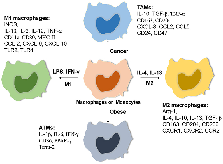 Macrophages Types