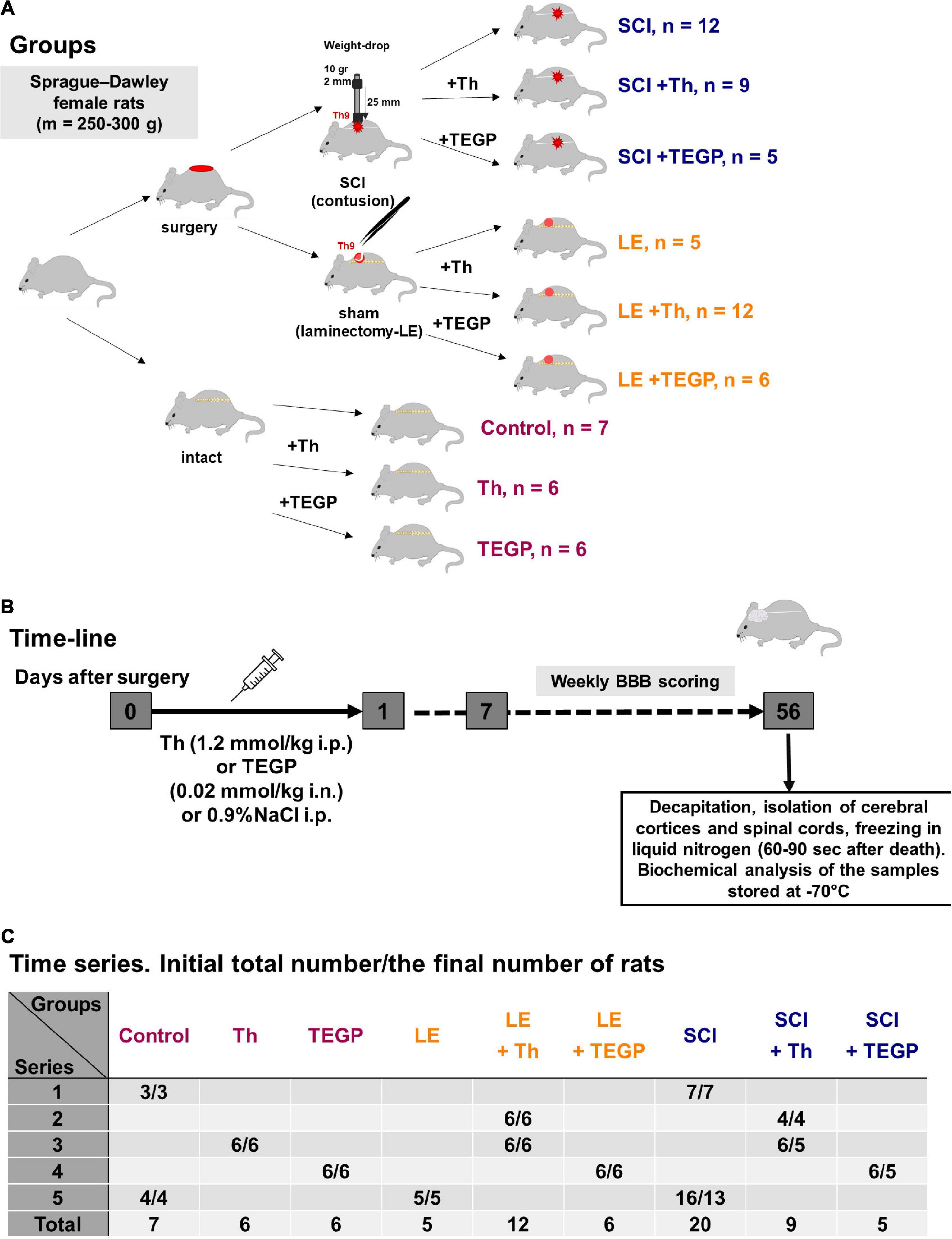Frontiers | Severe Spinal Cord Injury in Rats Induces Chronic Changes in the Spinal Cord and Cerebral Cortex Metabolism, Adjusted by Thiamine That Improves Locomotor Performance Frontiers | Severe Spinal Cord Injury in Rats Induces Chronic Changes in the Spinal Cord and Cerebral Cortex Metabolism, Adjusted by Thiamine That Improves Locomotor Performance