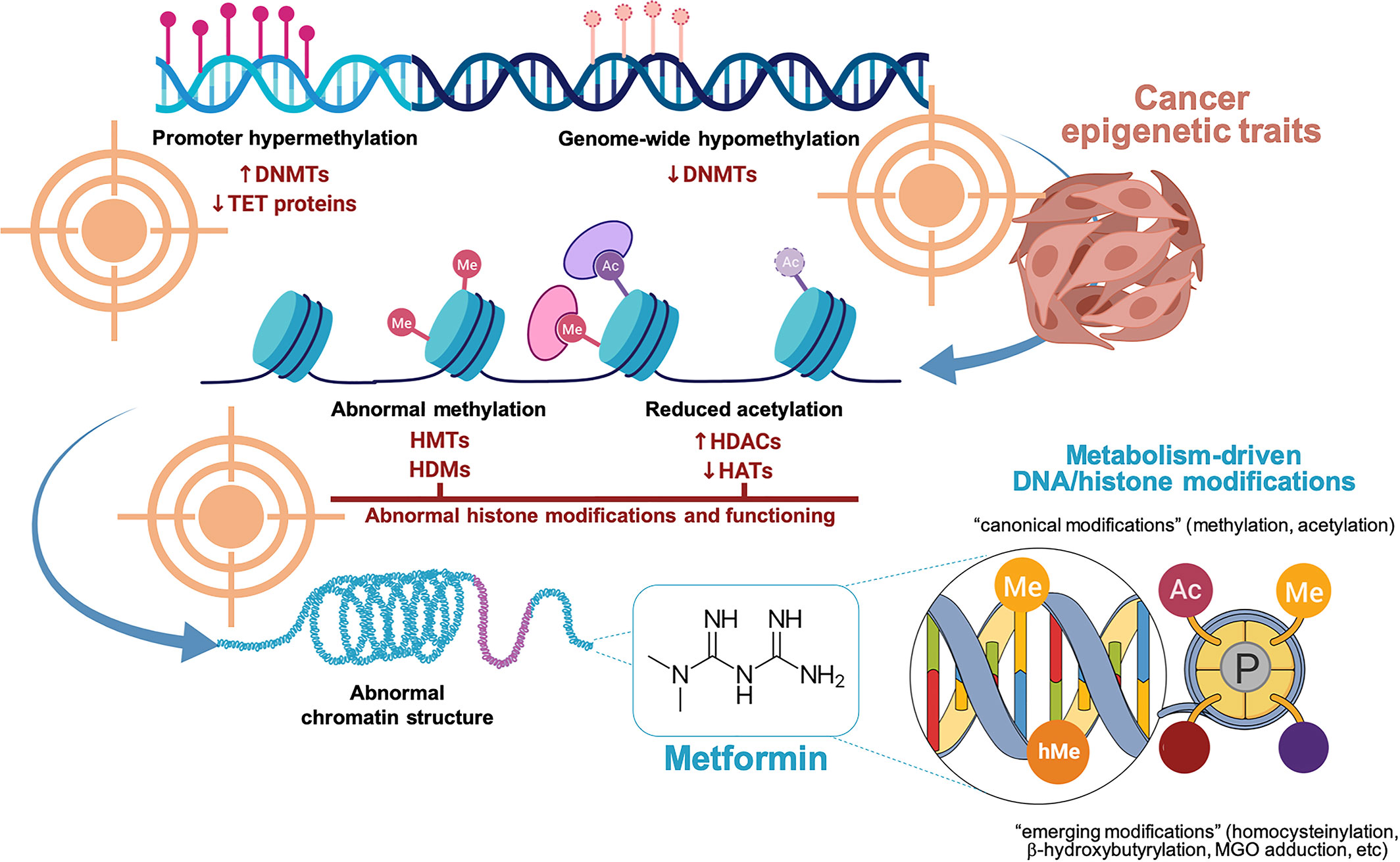 Frontiers Metformin Targeting The Metabolo Epigenetic Link In Cancer
