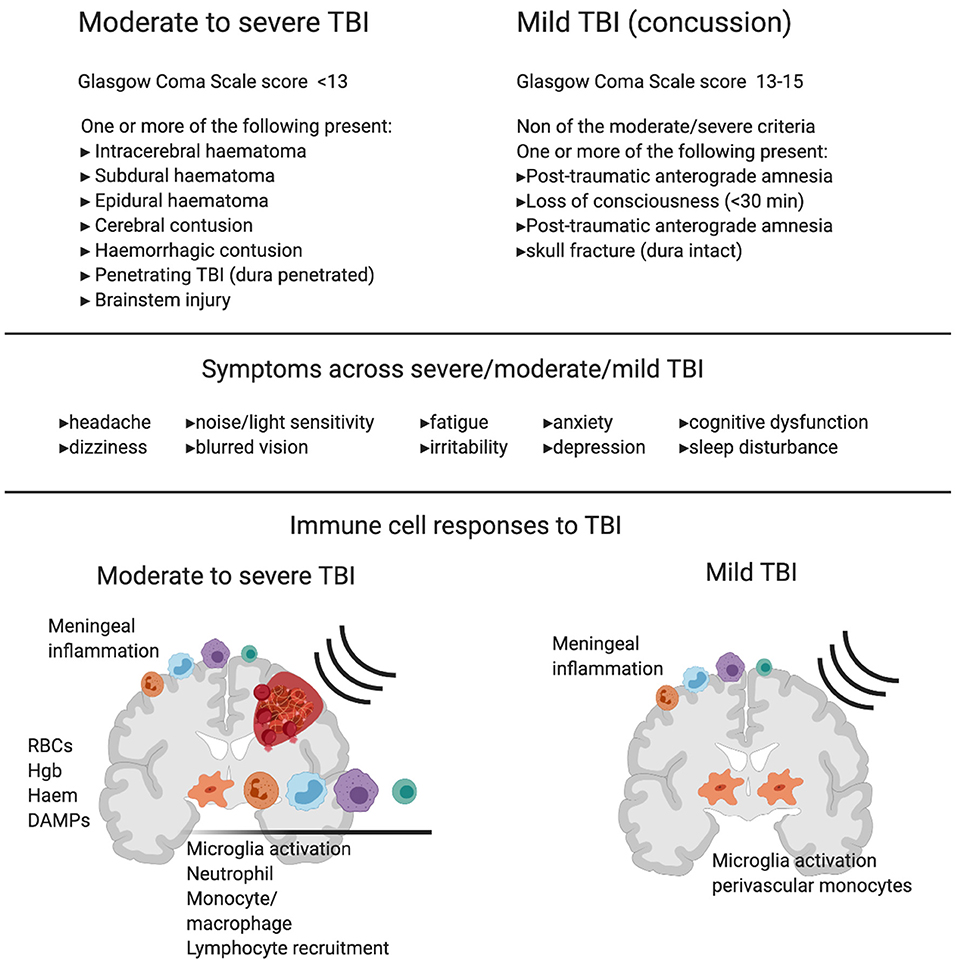 Frontiers | The Immune System's Role in the Consequences of Mild Traumatic  Brain Injury (Concussion)