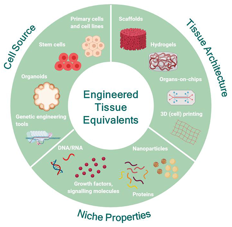 Frontiers  Advances in Engineering Human Tissue Models