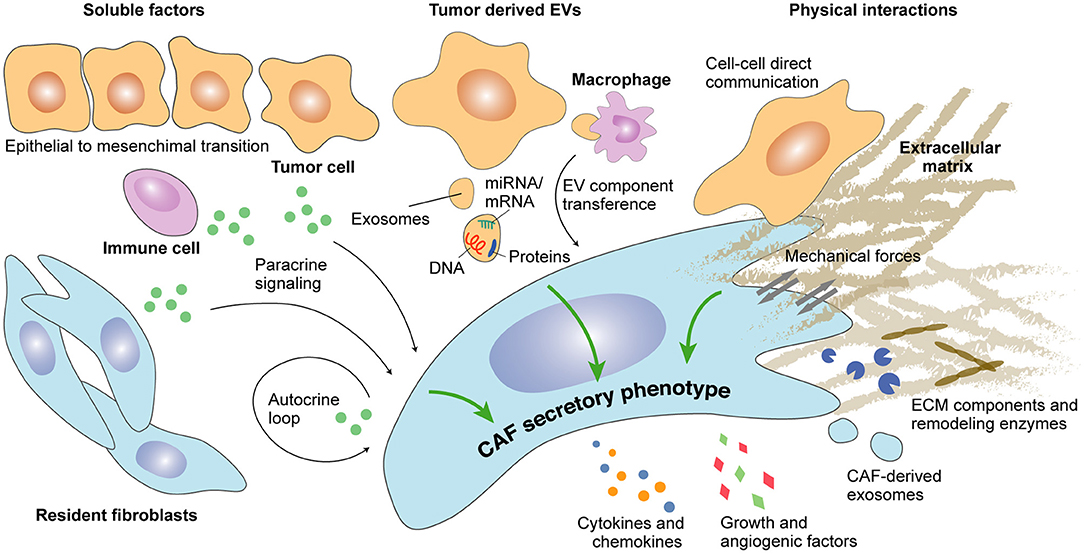 Frontiers Determinants And Functions Of Cafs Secretome During Cancer Progression And Therapy Cell And Developmental Biology