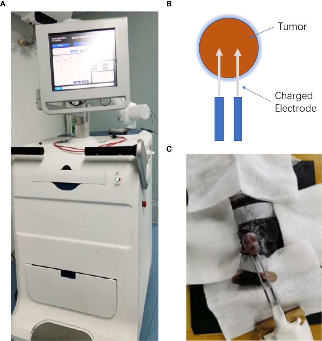Frontiers Antitumor Effect And Immune Response Of Nanosecond Pulsed Electric Fields In Pancreatic Cancer Oncology Frontiers Antitumor Effect And Immune Response Of Nanosecond Pulsed Electric Fields In Pancreatic Cancer Oncology