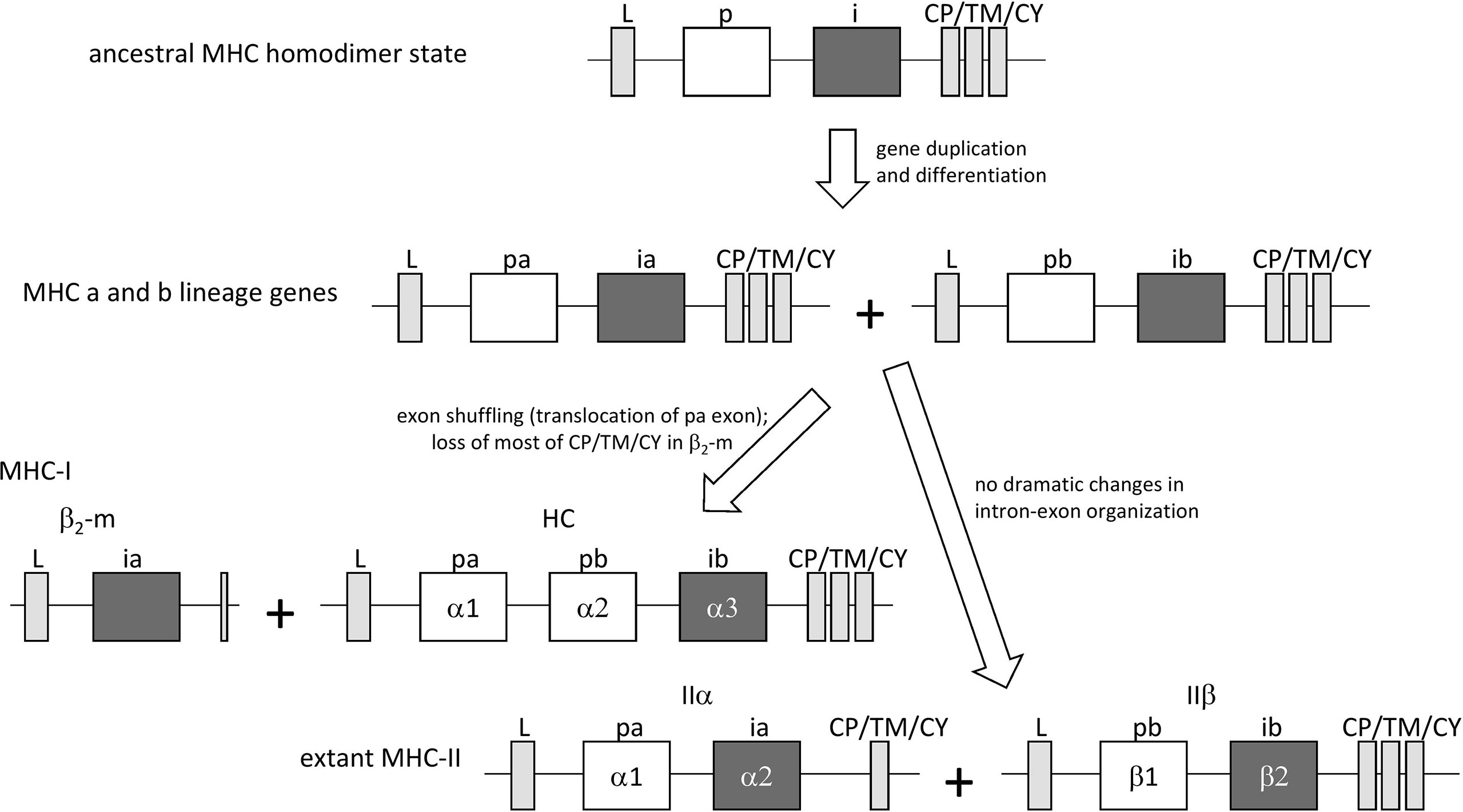 Frontiers  Multiple-Allele MHC Class II Epitope Engineering by a Molecular  Dynamics-Based Evolution Protocol