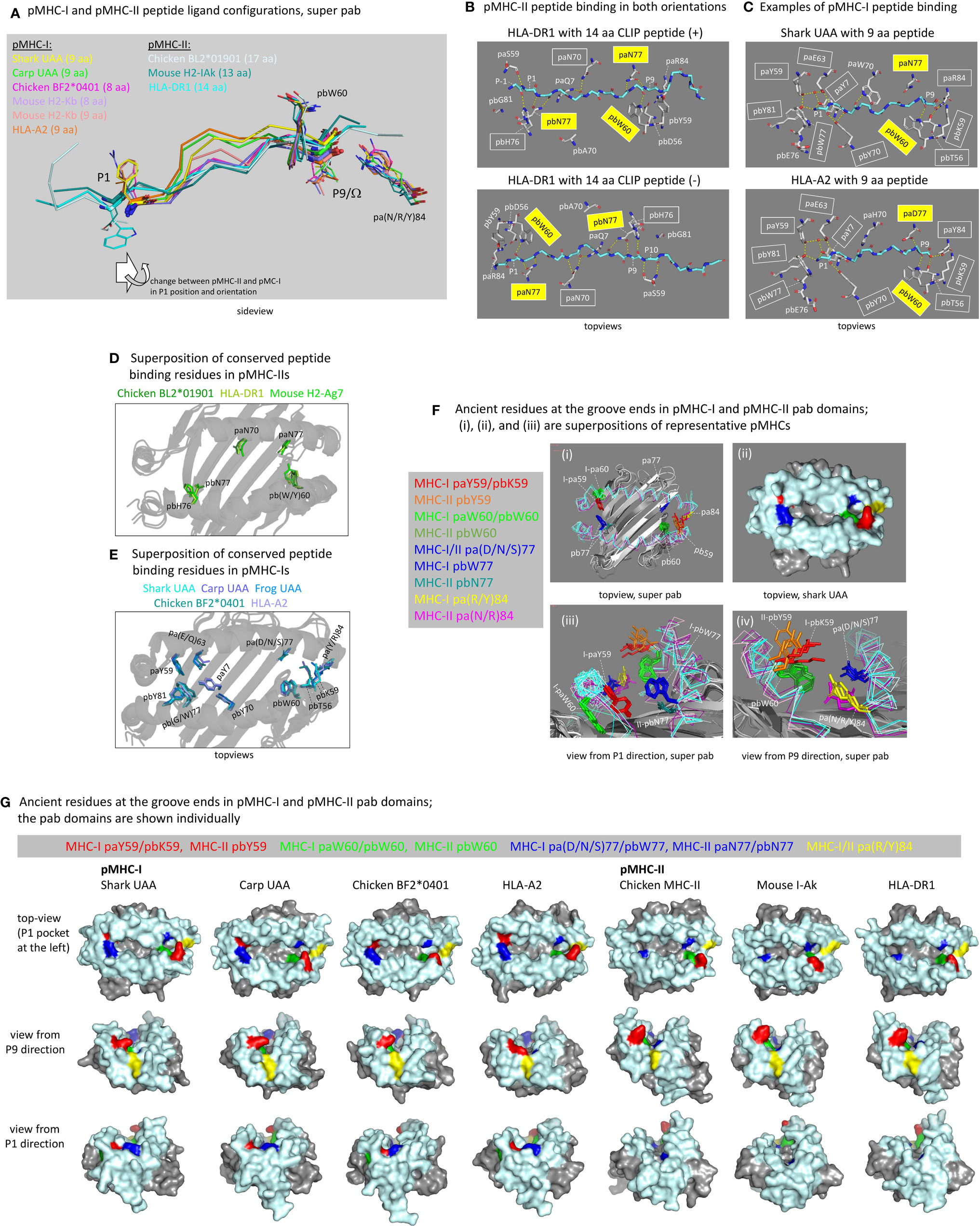 Frontiers  Multiple-Allele MHC Class II Epitope Engineering by a Molecular  Dynamics-Based Evolution Protocol