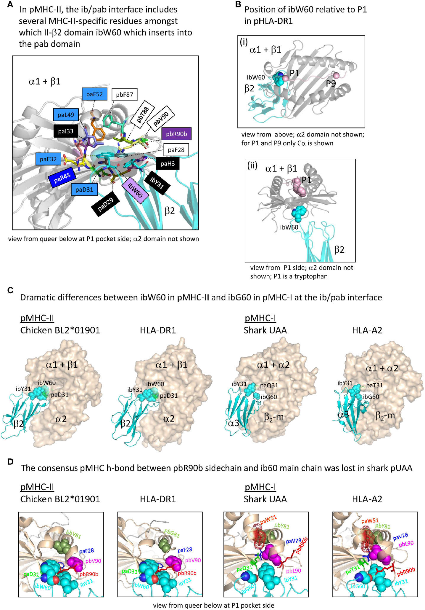Frontiers  Multiple-Allele MHC Class II Epitope Engineering by a Molecular  Dynamics-Based Evolution Protocol
