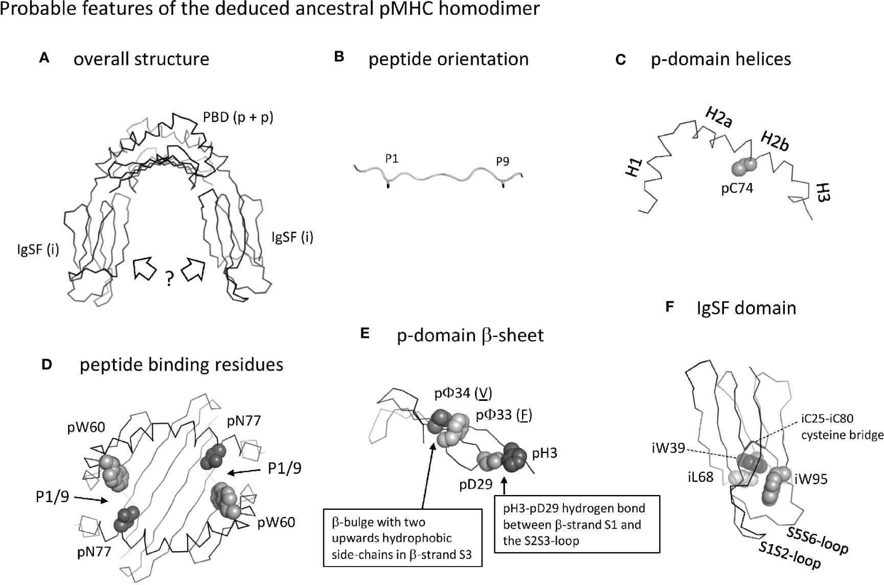 Comparative structures. Гомодимер праймера. Rhodopsin structure. Ligand Binding domain. HLA-B*27 homodimer formation hypothesis.