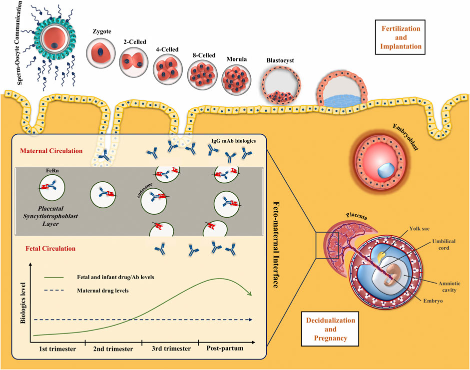 Frontiers | Biologics During Pregnancy and Breastfeeding Among Women With Rheumatic Diseases: Safety Clinical Evidence the Road