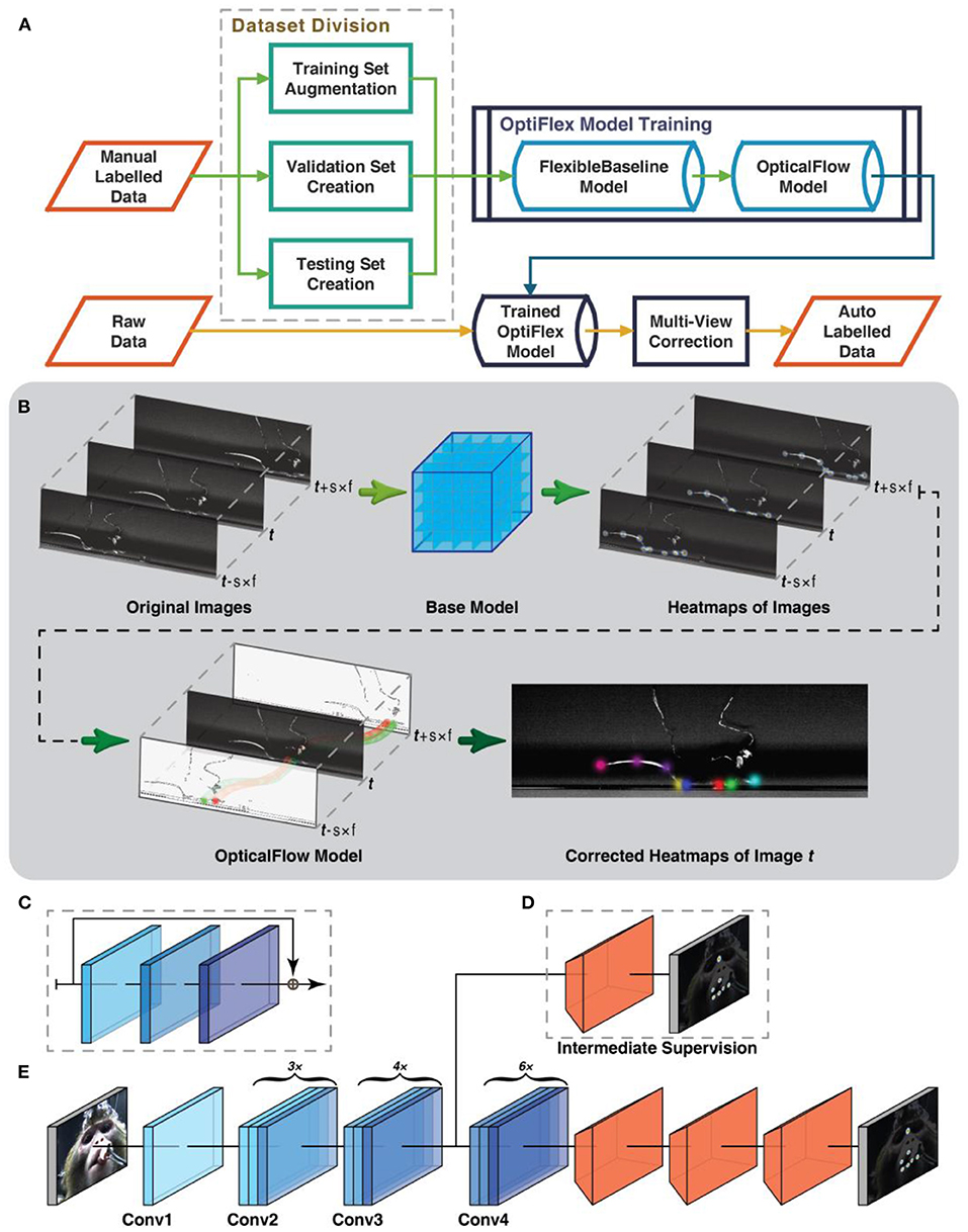 Frontiers | OptiFlex: Multi-Frame Animal Pose Estimation Combining Deep  Learning With Optical Flow