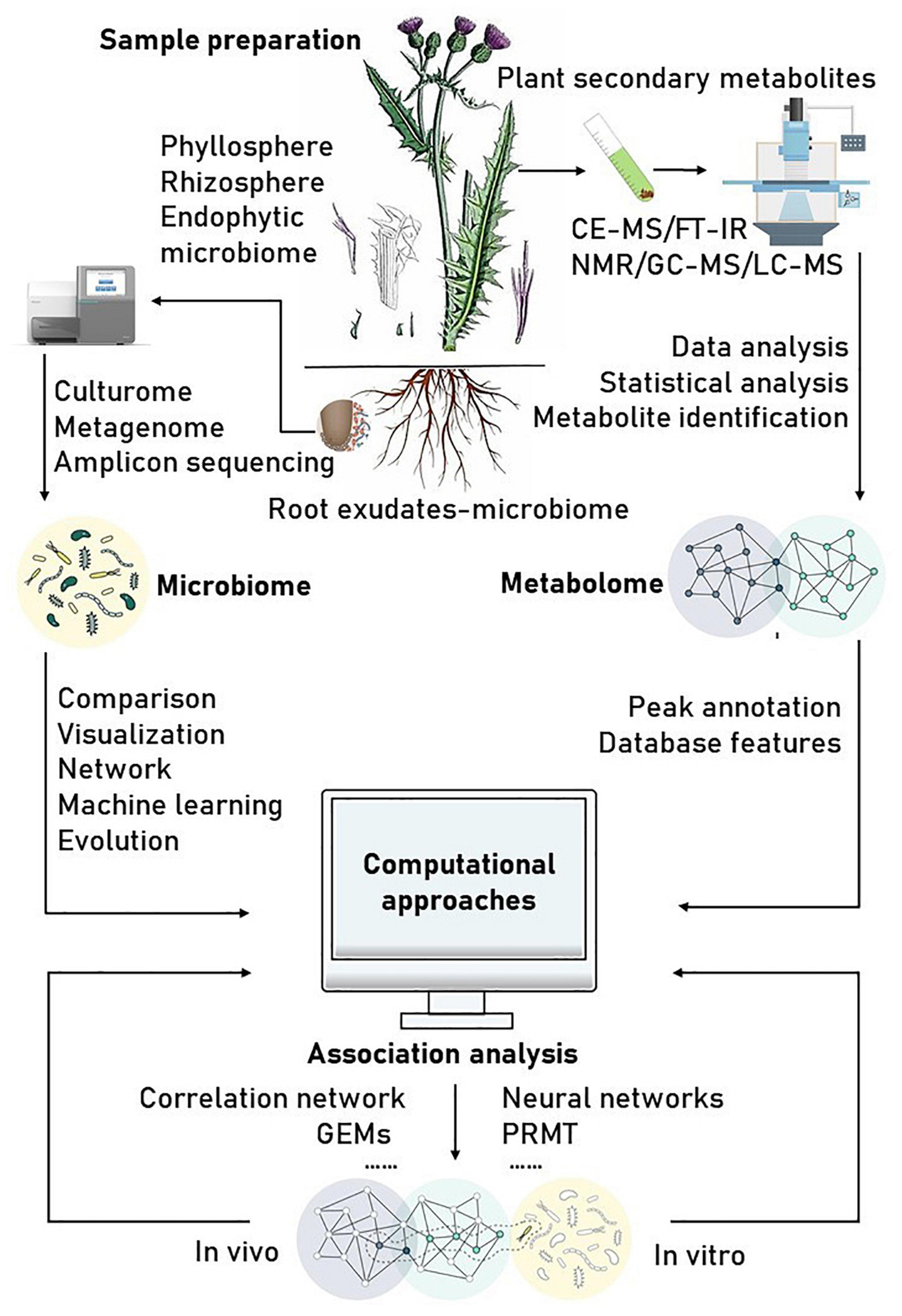 Frontiers  The root signals in rhizospheric inter-organismal