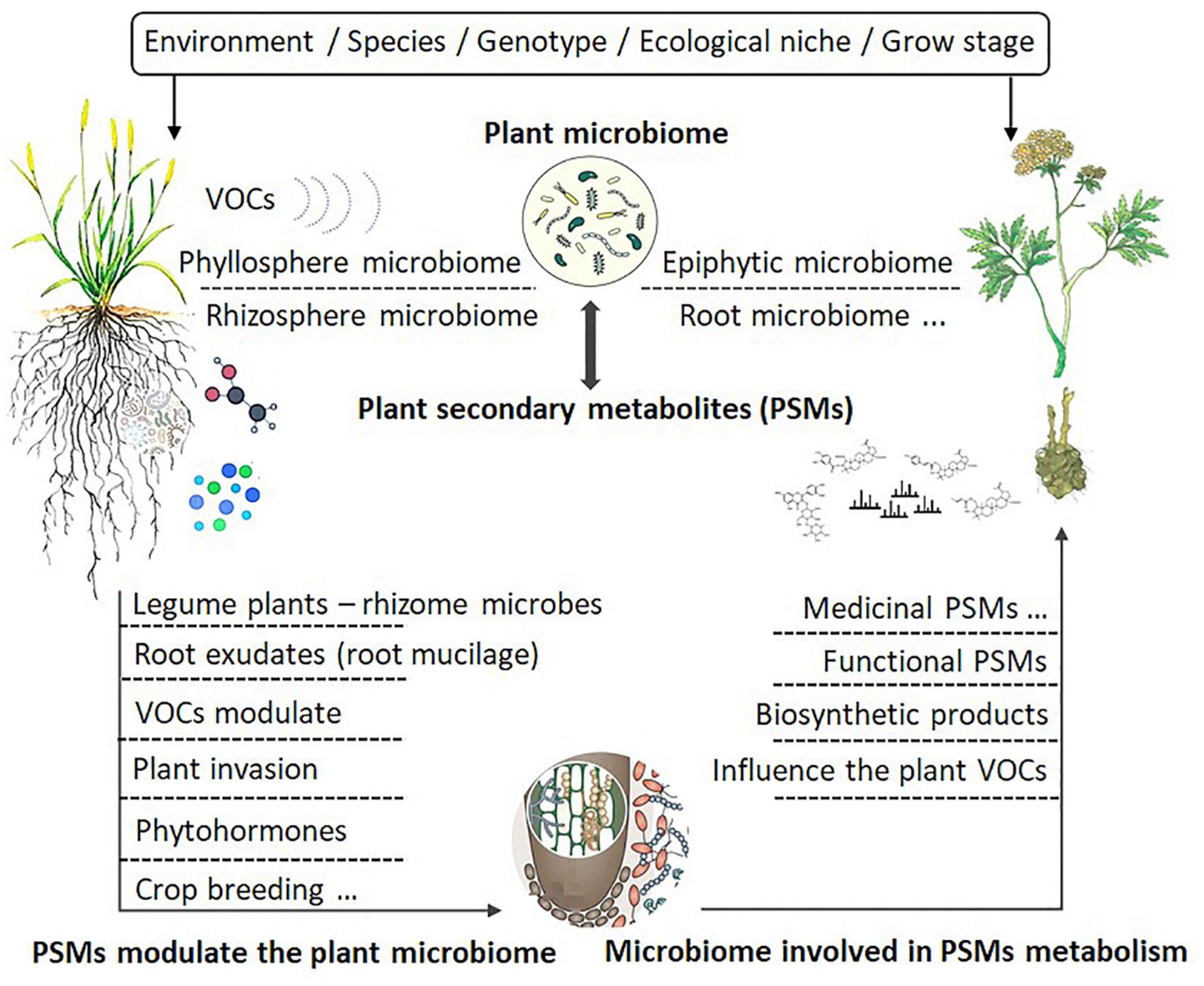 Plant Secondary Metabolism