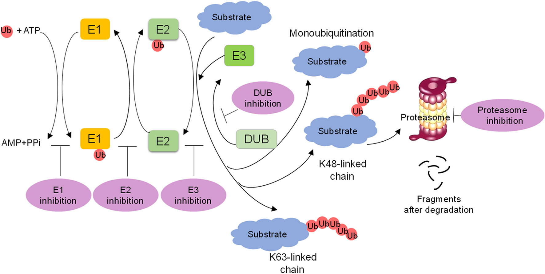 Frontiers  Ubiquitination of Nonhistone Proteins in Cancer