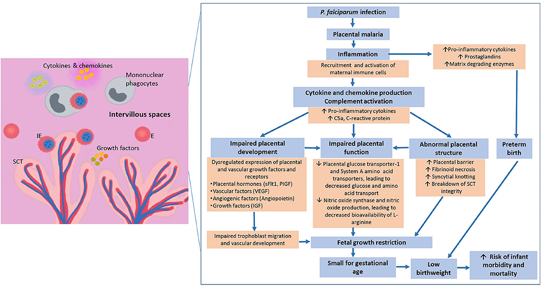 what is the literature review of malaria in pregnancy