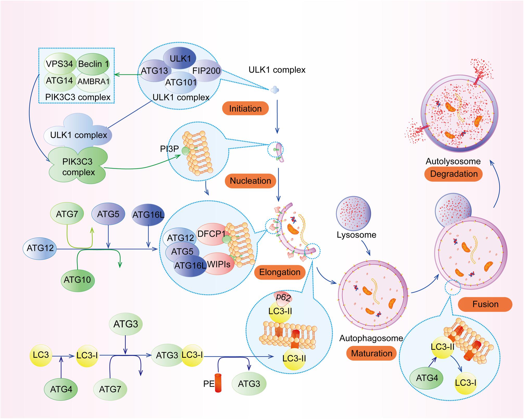 Targeting PP2A-dependent autophagy enhances sensitivity to