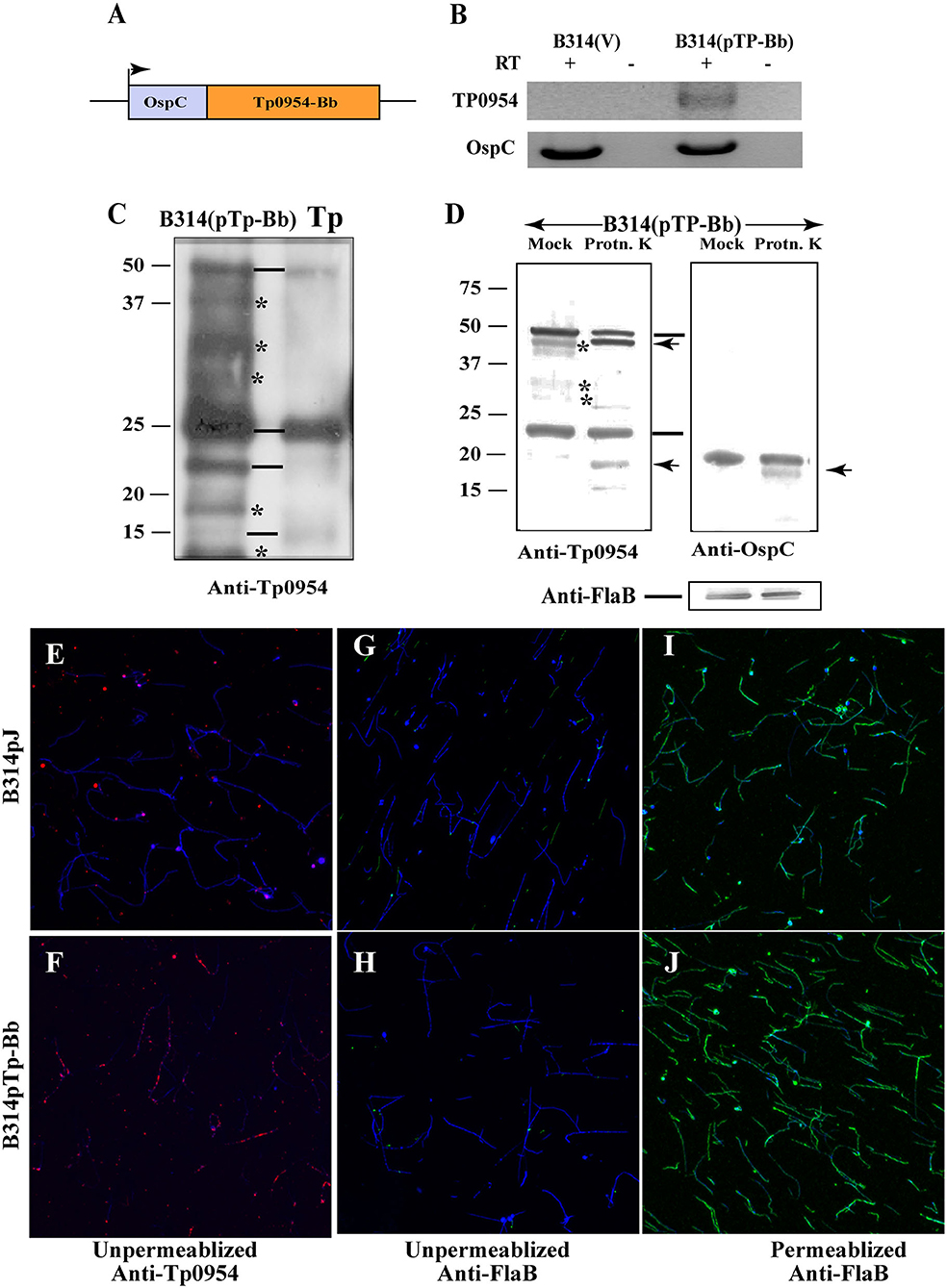 Frontiers  Identification and Functional Assessment of the First Placental  Adhesin of Treponema pallidum That May Play Critical Role in Congenital  Syphilis