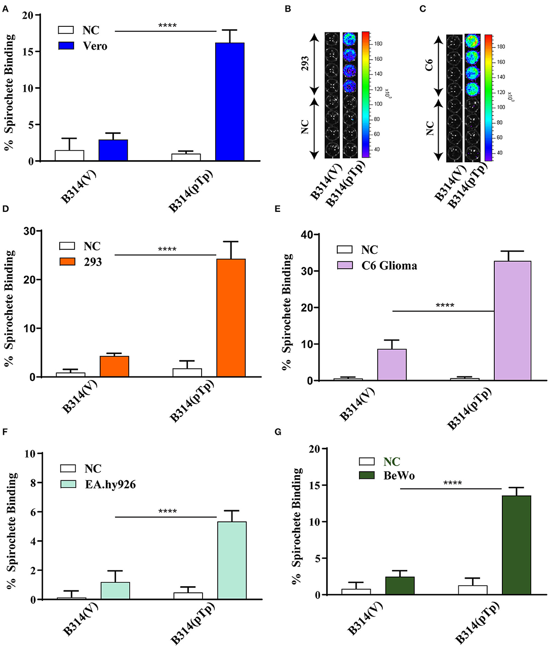 Frontiers  Identification and Functional Assessment of the First Placental  Adhesin of Treponema pallidum That May Play Critical Role in Congenital  Syphilis