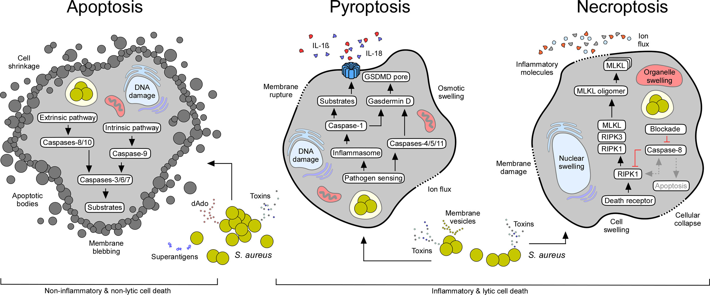 Frontiers  Selective Host Cell Death by Staphylococcus aureus: A Strategy  for Bacterial Persistence