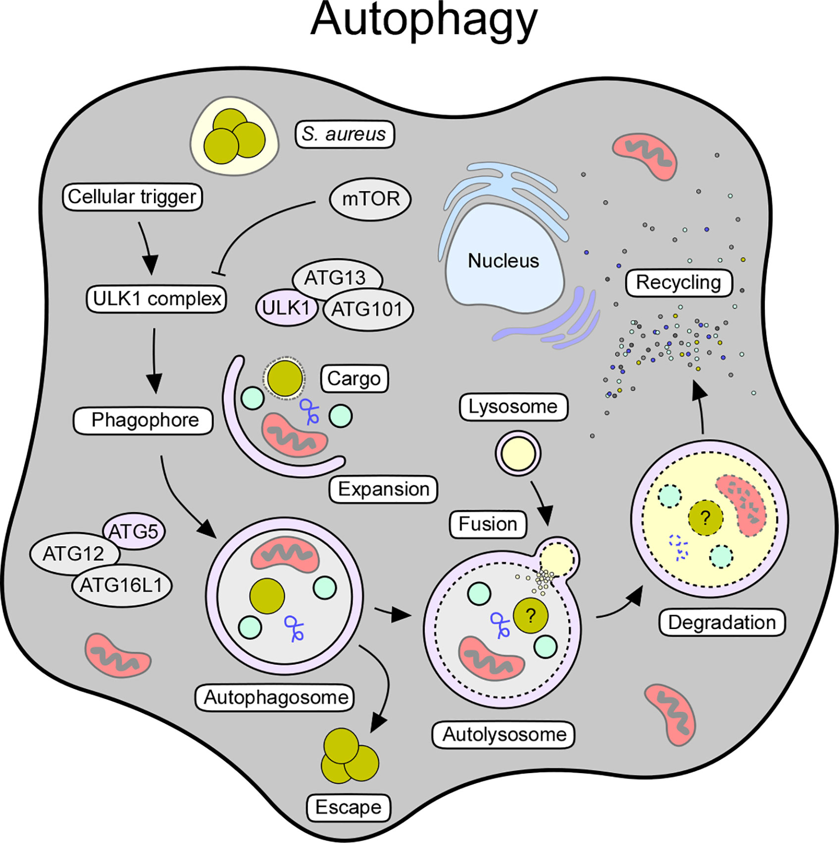 JCI - Staphylococcus aureus toxin suppresses antigen-specific T cell  responses