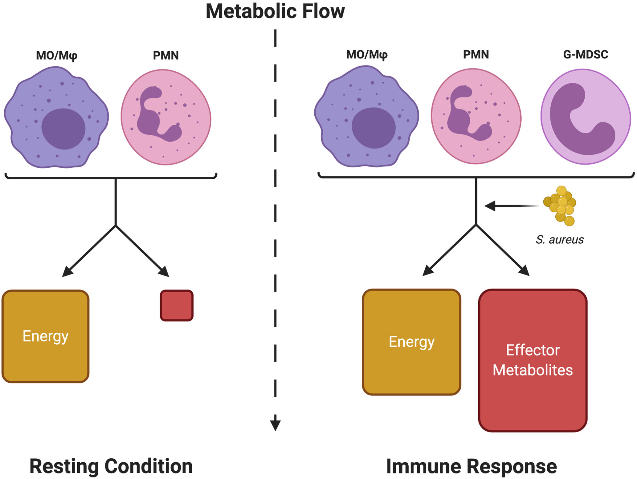 Interaction of Staphylococcus aureus and Host Cells upon Infection of  Bronchial Epithelium during Different Stages of Regeneration