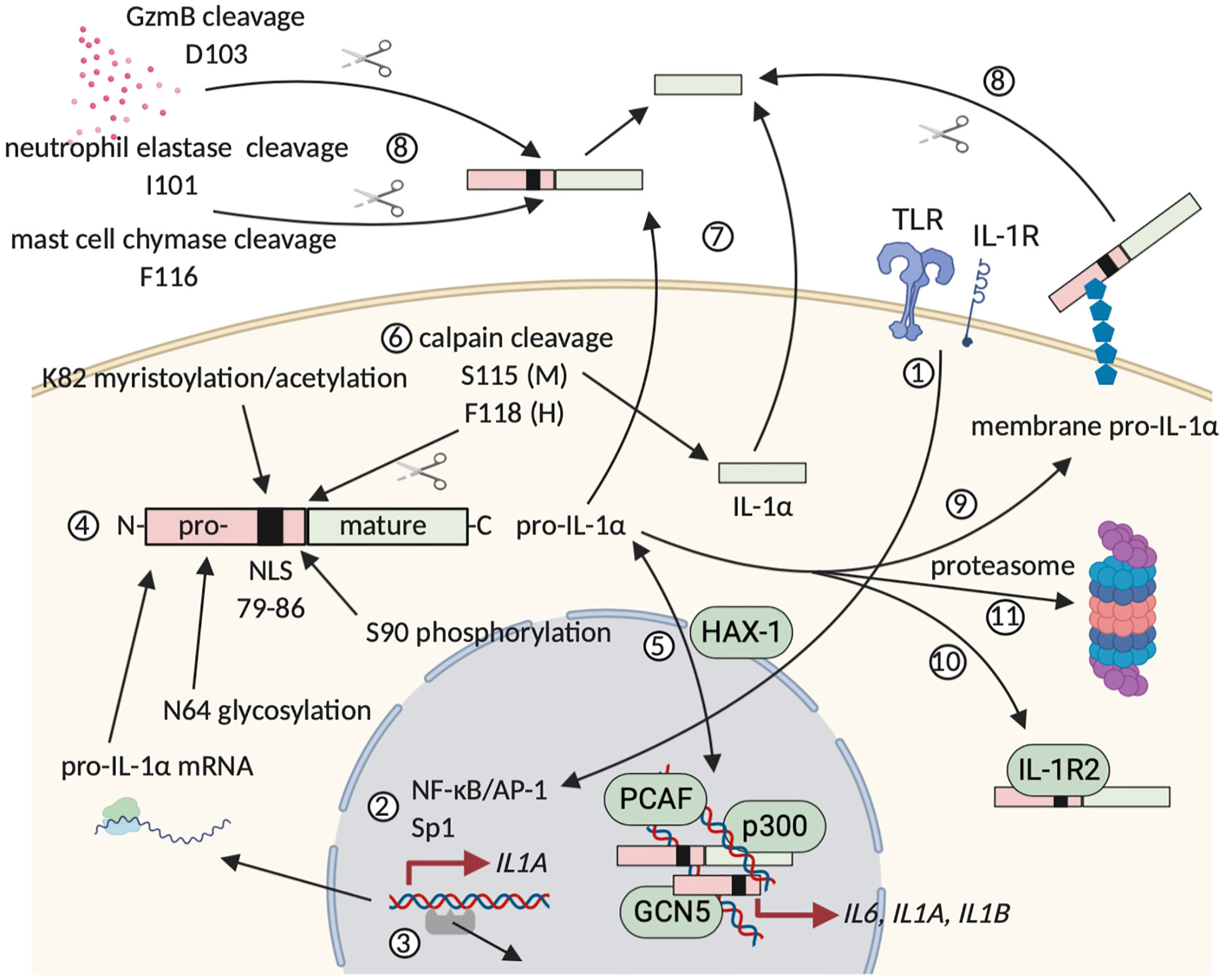 Frontiers Interleukin 1 As Innate Mediator Of T Cell Immunity Immunology